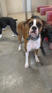 pet photo - boxer